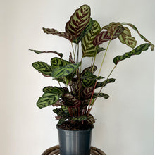Load image into Gallery viewer, Calathea “Peacock” (Makoyana) approximately 2.5 ft tall in 6.5” pot
