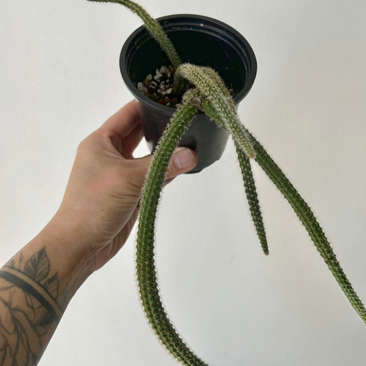 Rat Tail Cactus (Aporocactus flagelliformis )3.5” pot