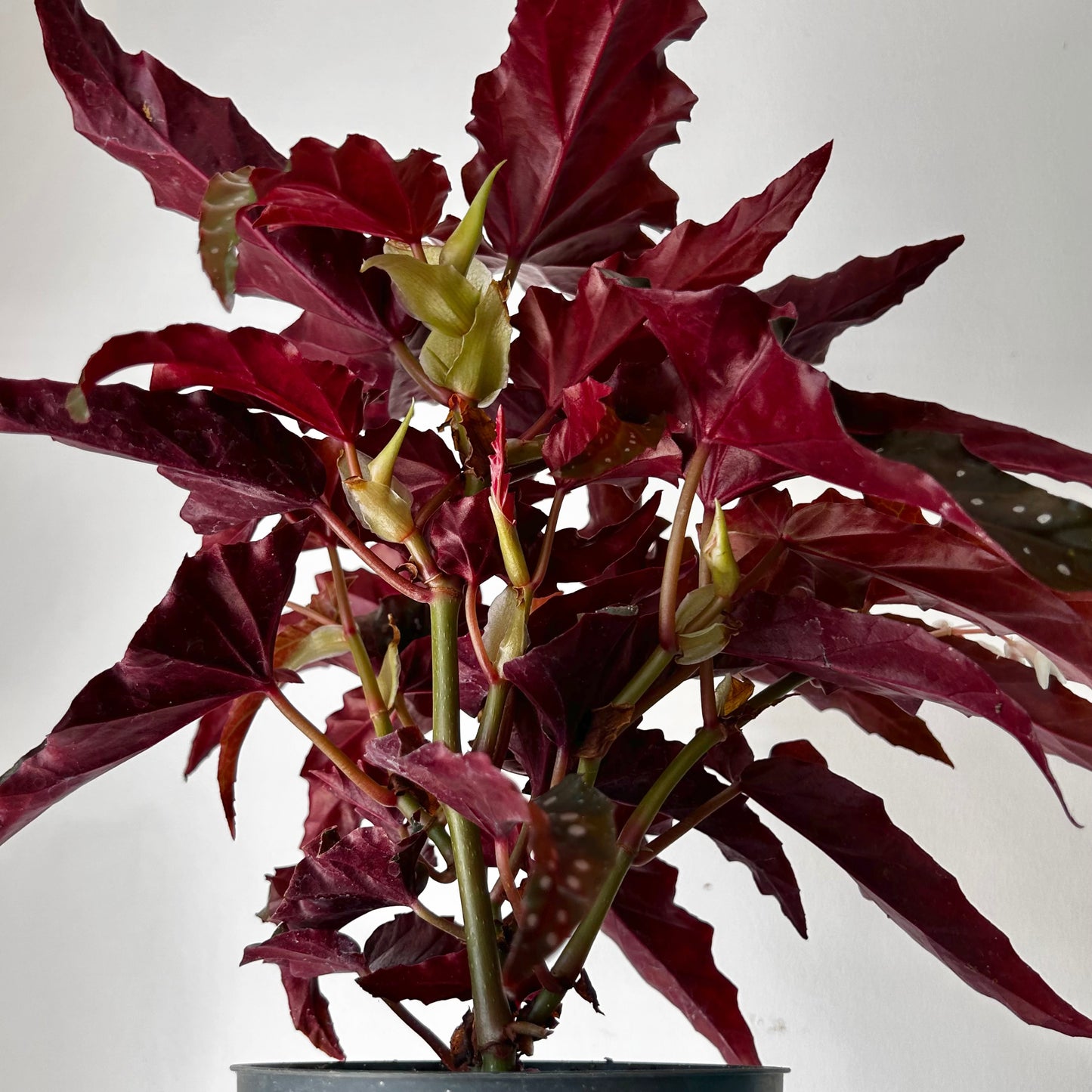 Begonia maculata “Black Forest” 5”pot