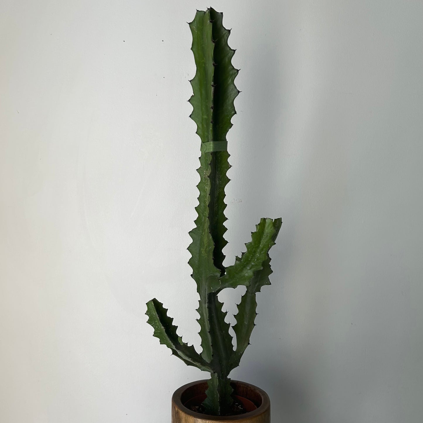 Euphorbia lactea candelabra 5” pot