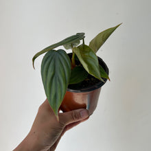 Load image into Gallery viewer, Philodendron &quot;Columbia&quot; 4&quot;pot
