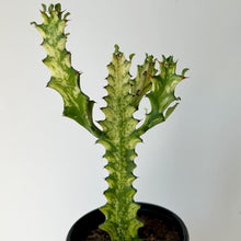 Load image into Gallery viewer, Euphorbia Trigona Variegata in 4” pot
