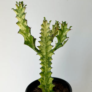 Euphorbia Trigona Variegata in 4” pot