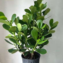 Load image into Gallery viewer, Autograph Tree (Clusia Rosea) approximately 3ft tall in 10&quot; pot
