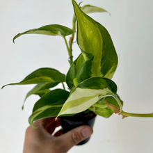 Load image into Gallery viewer, Philodendron &quot;Cream Splash&quot; 2.75&quot; pot
