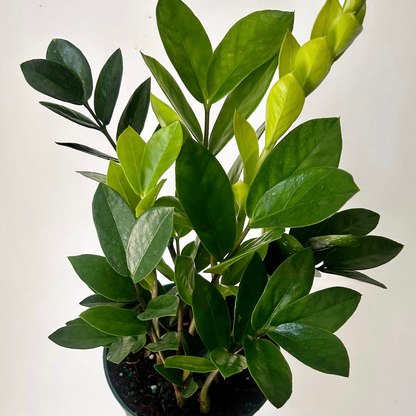 ZZ Plant (Zamioculcas Zamiifolia) 6”pot