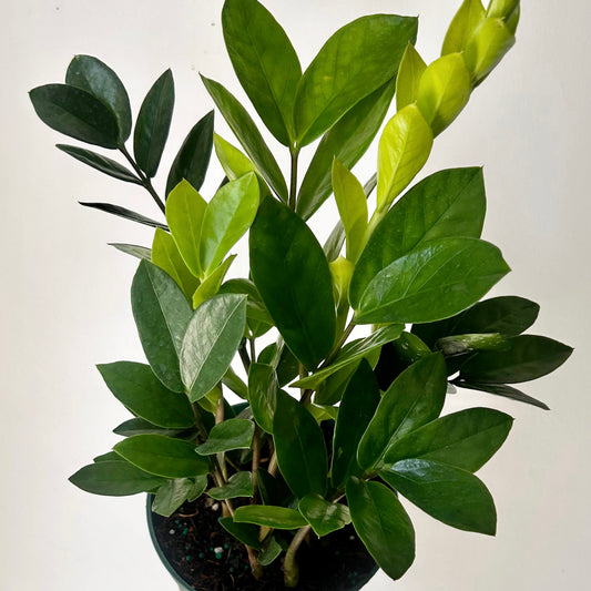 ZZ Plant (Zamioculcas Zamiifolia) 6”pot