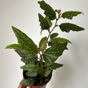 Begonia Medora 4" pot