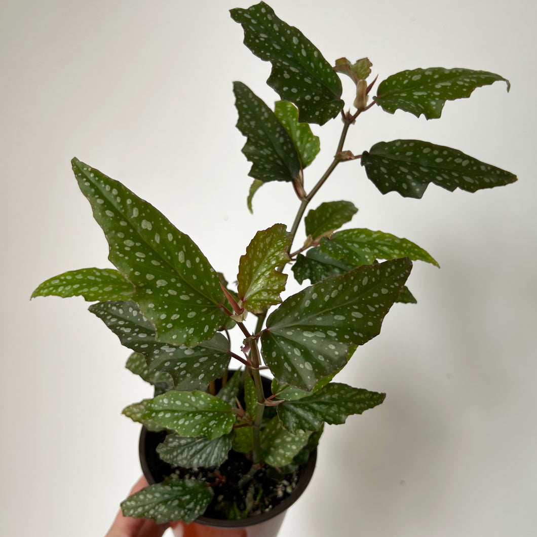 Begonia Medora 4