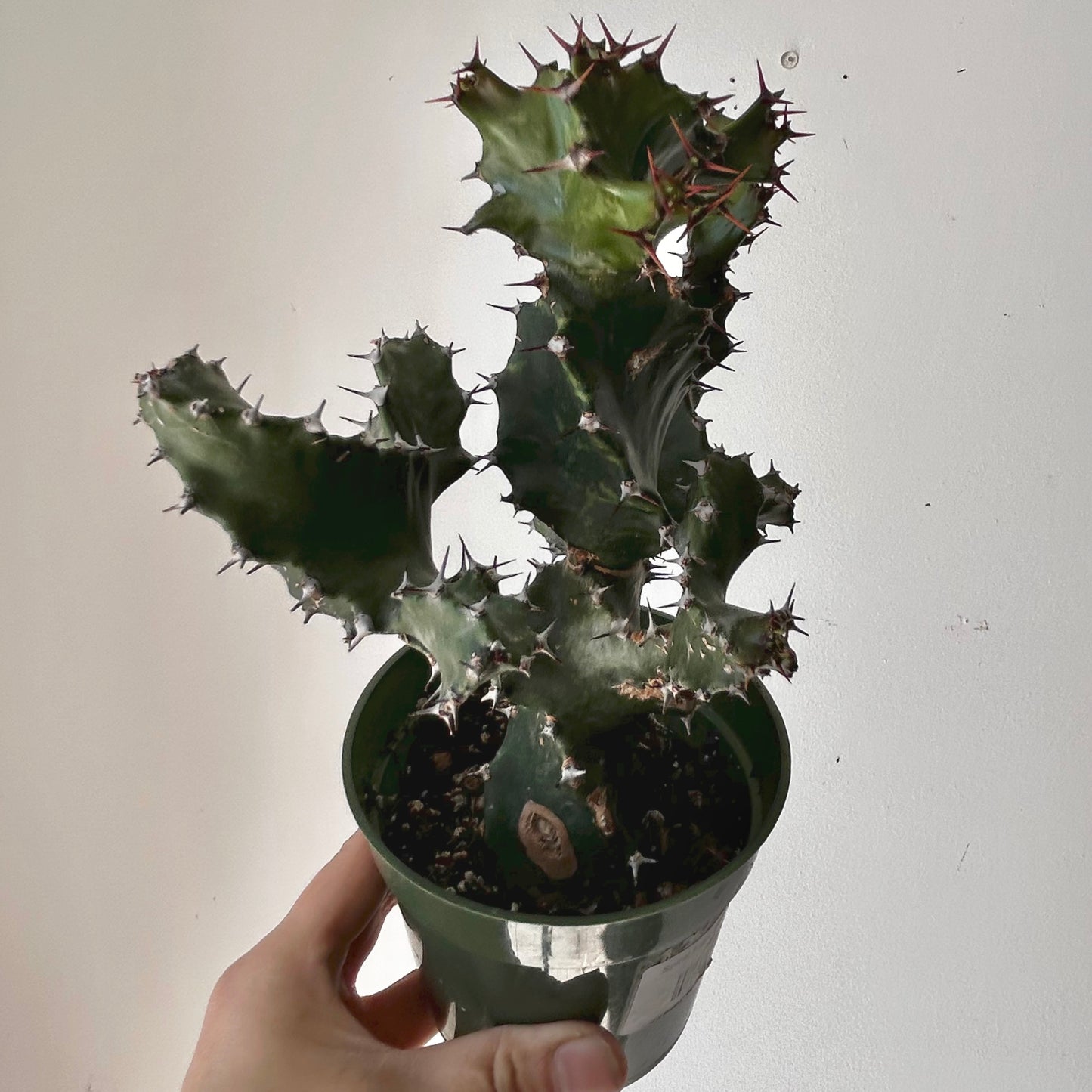 Spiral Euphorbia (tortilis) 4”pot