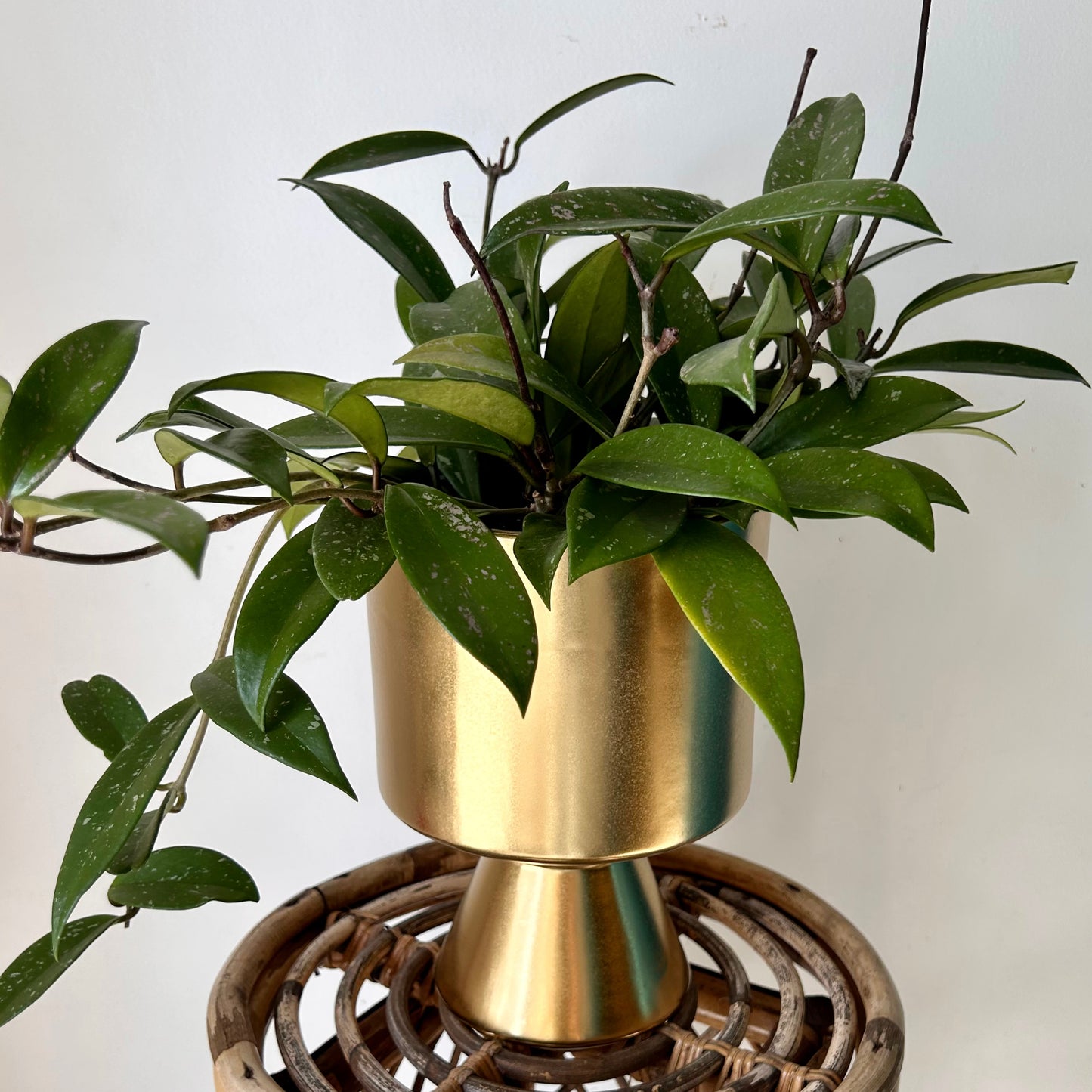 DEVILLE Elevated Pot GOLD (5.25”x7”)