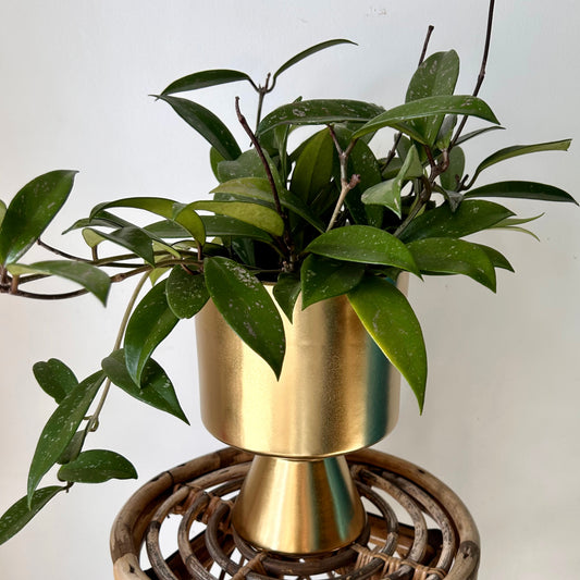 DEVILLE Elevated Pot GOLD (5.25”x7”)