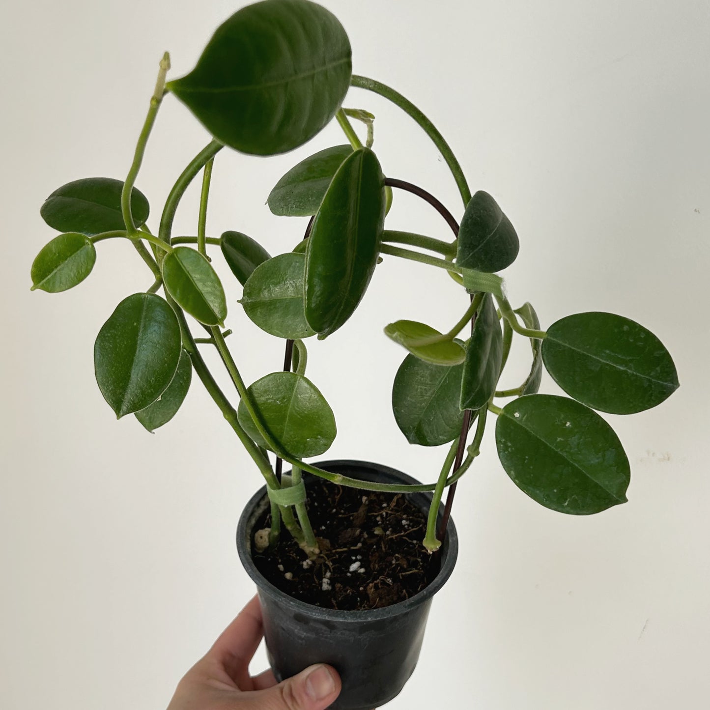 Hoya lauterbachii in 3.5”pot