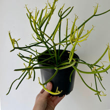 Load image into Gallery viewer, Pencil Cactus “Firesticks” (Euphorbia Tirucalli)  6&quot; pot
