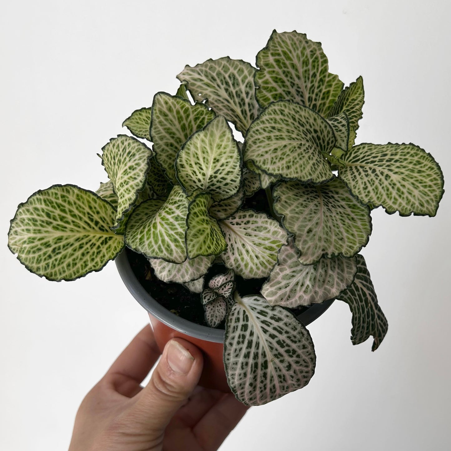 Fittonia “Purple Snow Anne” 4” pot