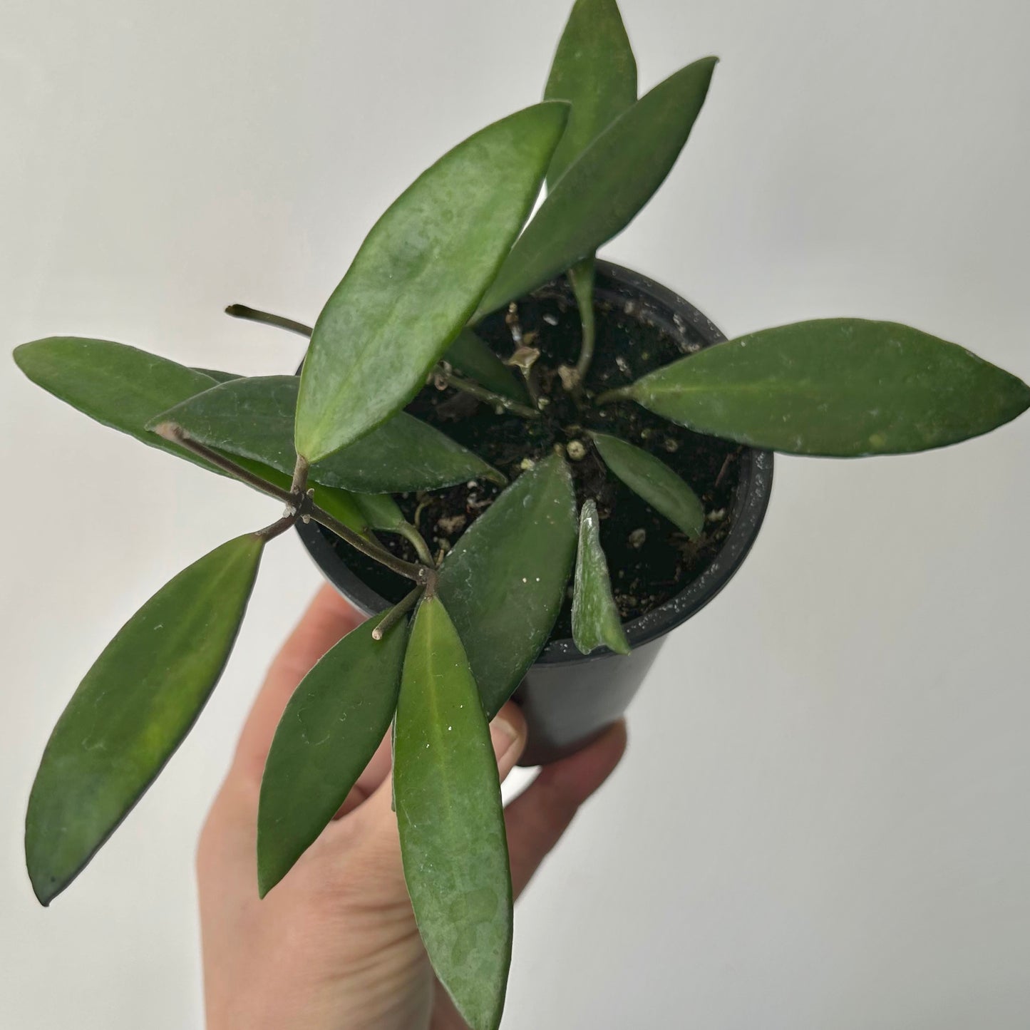 Hoya davidcummingii 3.5”pot