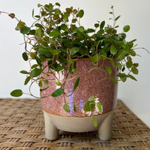 Load image into Gallery viewer, GEMMA Decorative Ceramic Footed Planter (available in 2 sizes)
