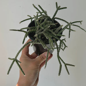 Hairy-Stemmed Rhipsalis (pilocarpa) 3.5”pot