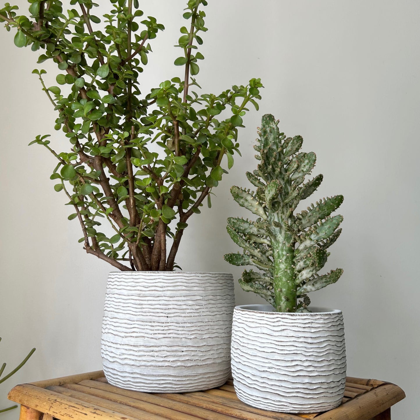 HARLEY Decorative cement pot (horizontal stripes) available in two sizes