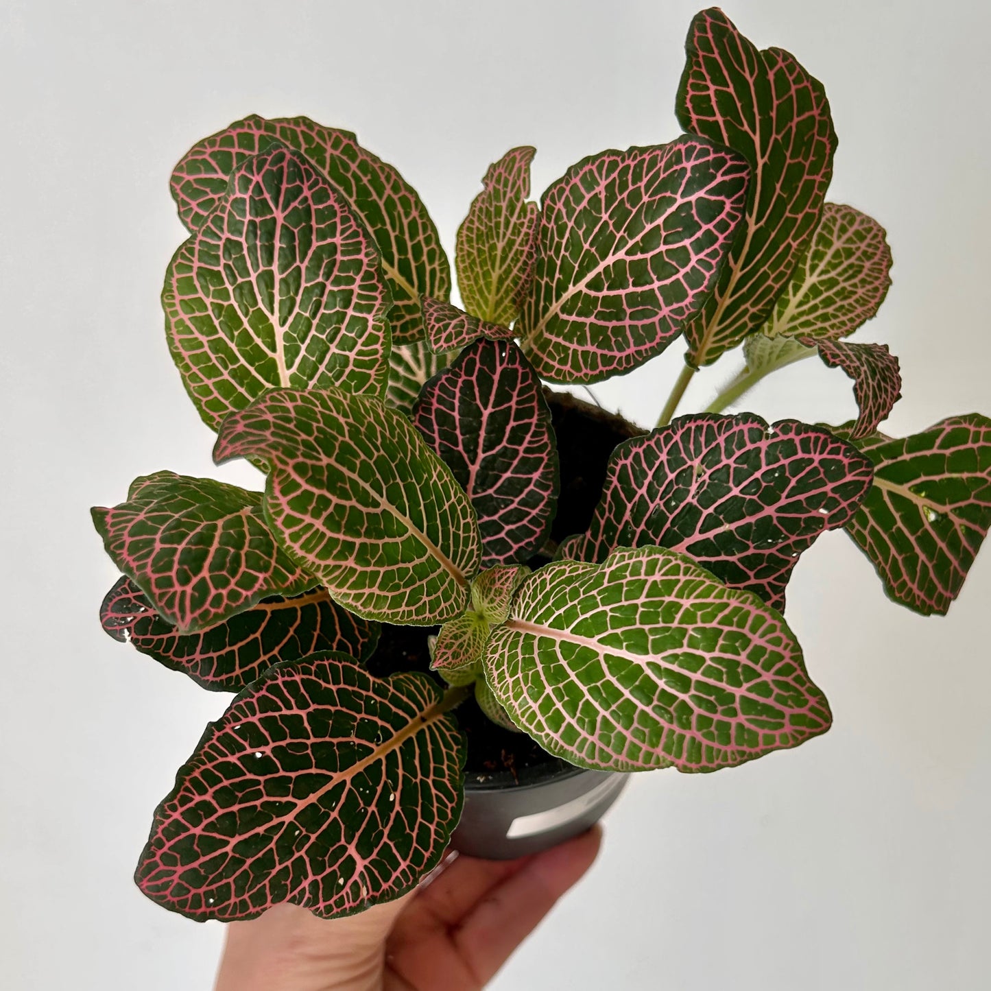 Nerve Plant (Fittonia) Large-Leaf 4”pot PINK