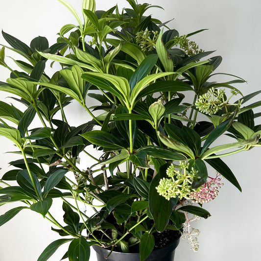Medinilla 10” pot