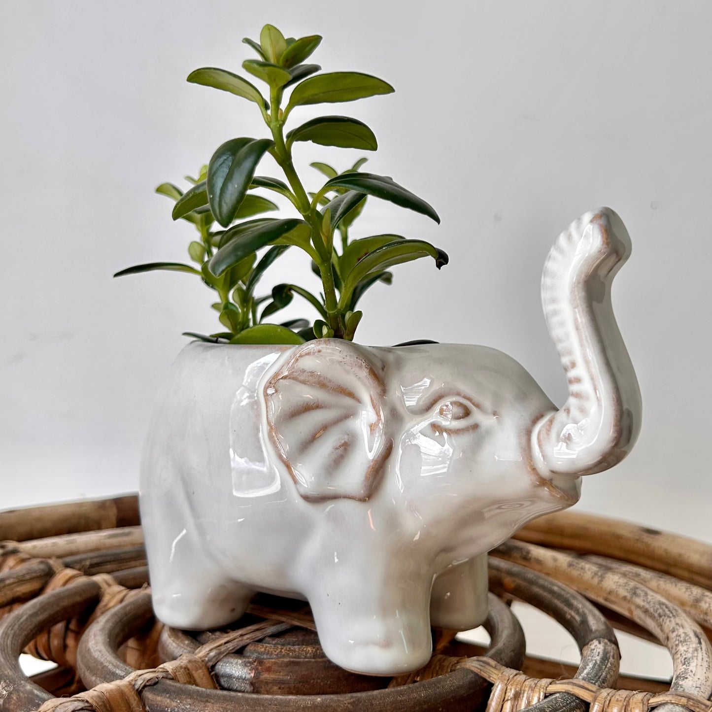 ELEPHANT Decorative Ceramic Pot (3”x3”)