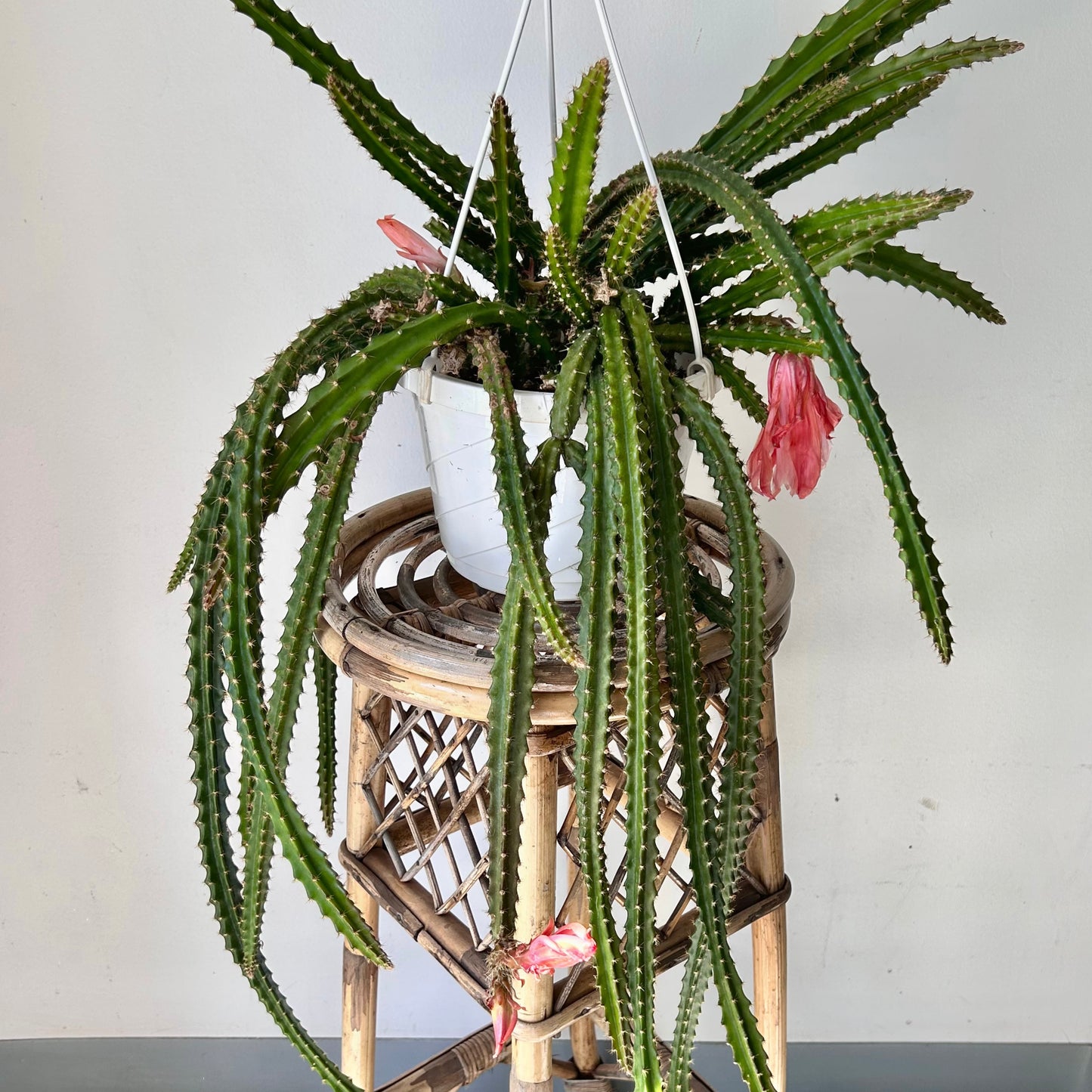 Aporocactus X 8” hanging basket