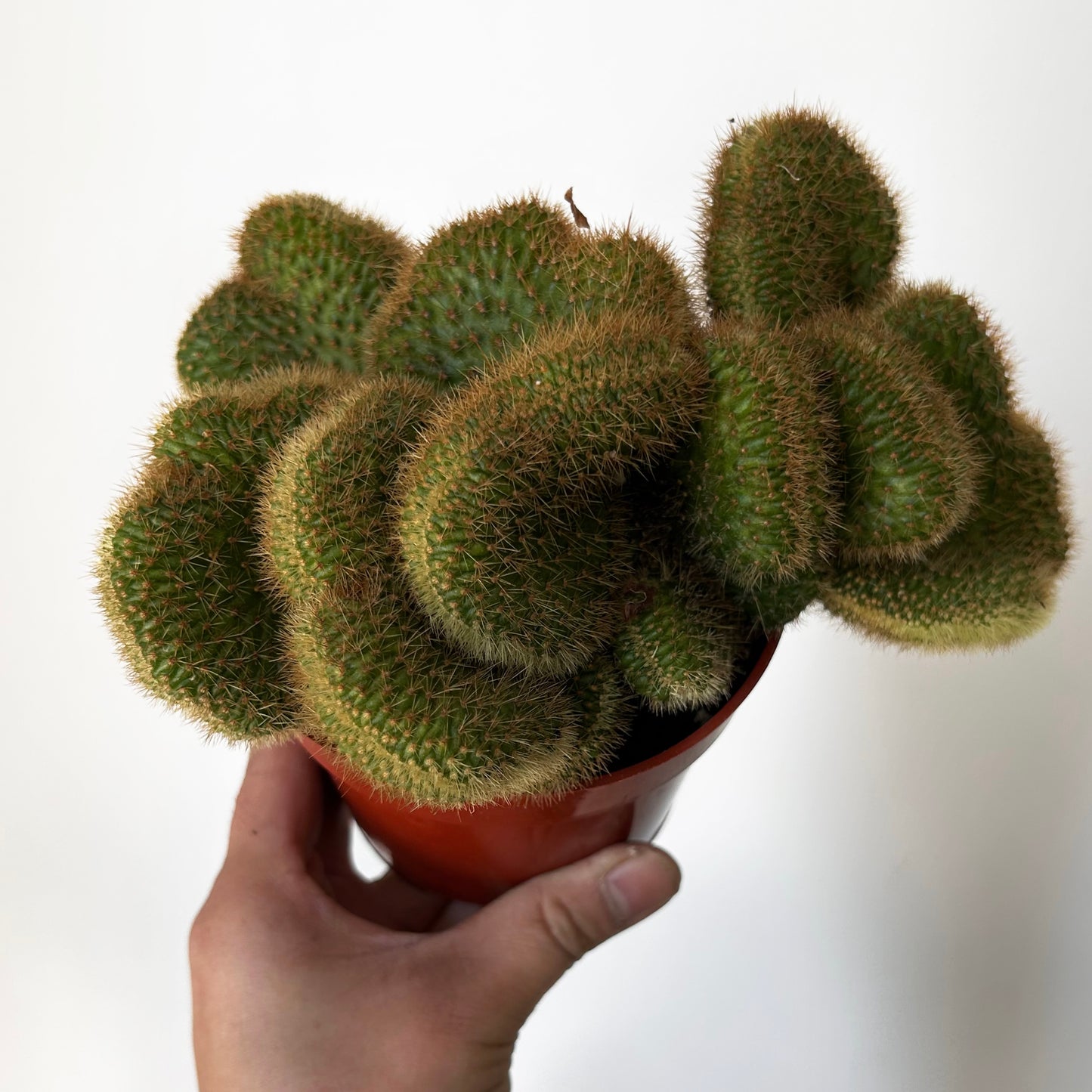 Crested Golden Rat Tail Cactus (Cleistocactus winteri cristata) 4” pot