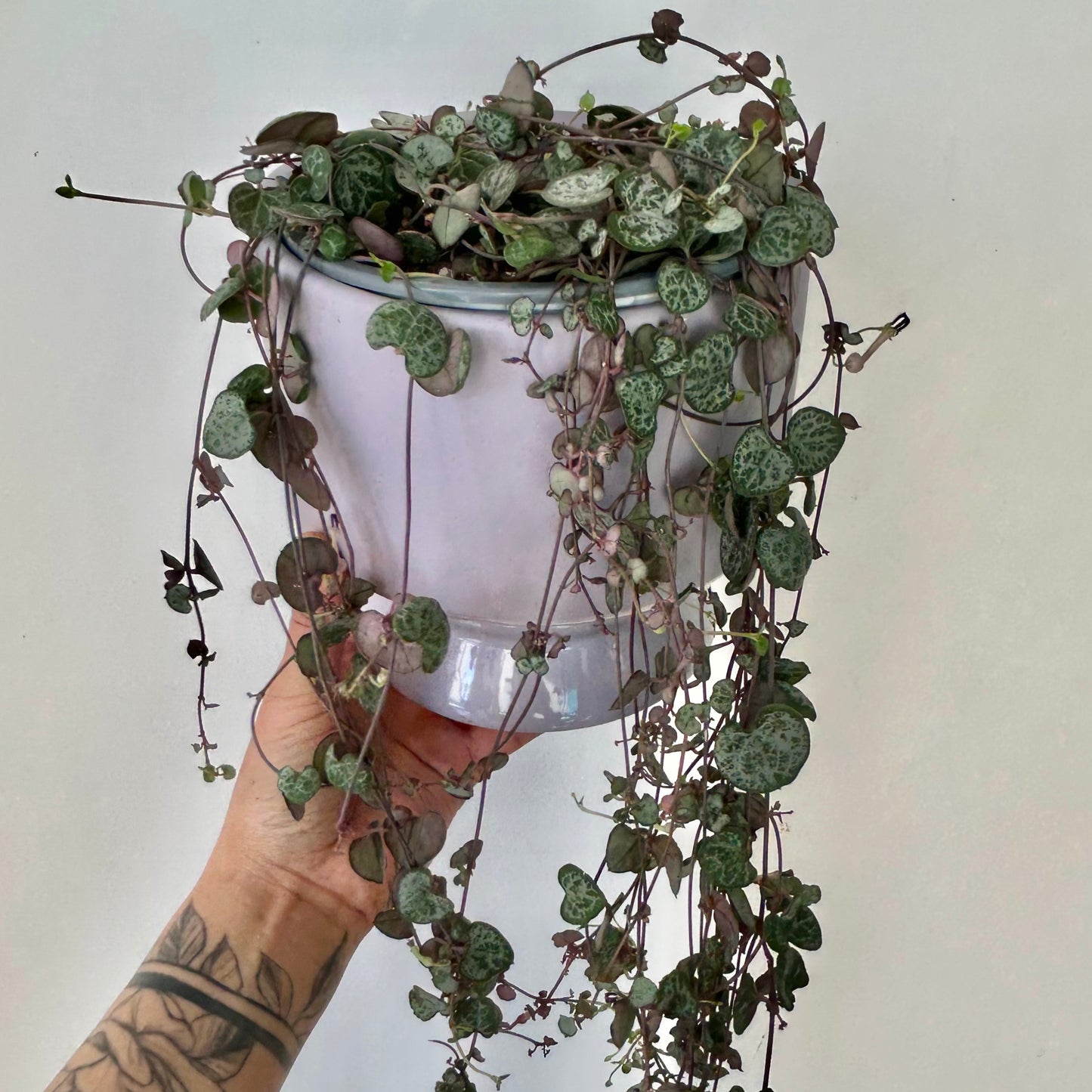 String of Hearts 6” hanging basket