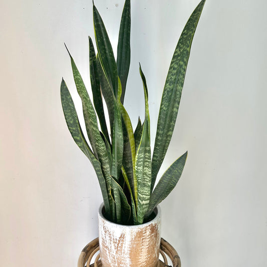 Sansevieria “Black Gold” 6” pot