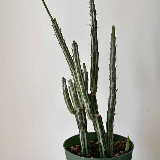 Senecio Stapeliiformis 4” pot