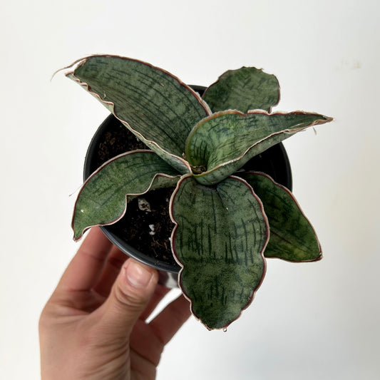Sansevieria "Cleopatra “3.5”pot