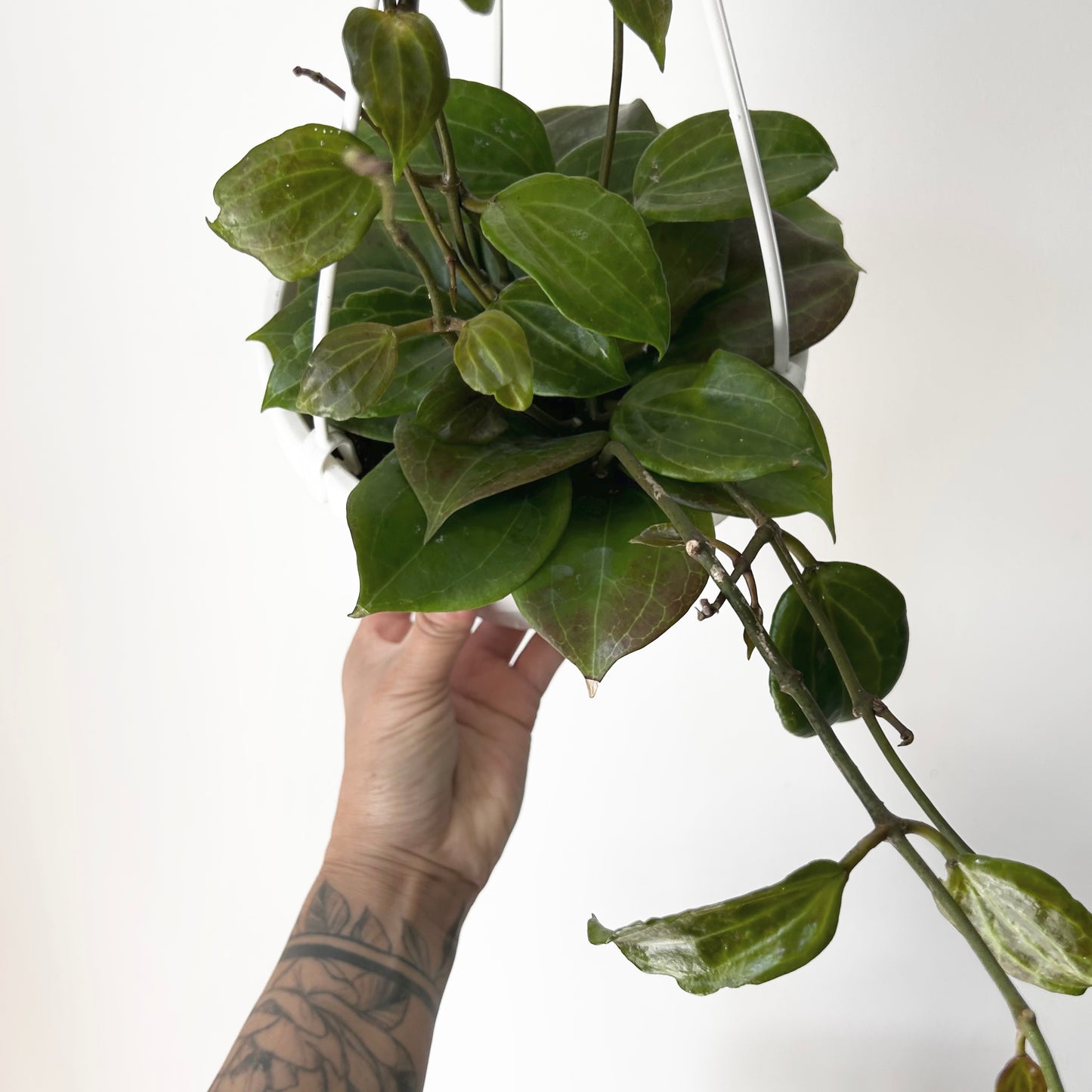Hoya Qinquenervia 6” hanging basket