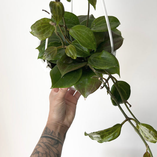 Hoya Qinquenervia 6” hanging basket