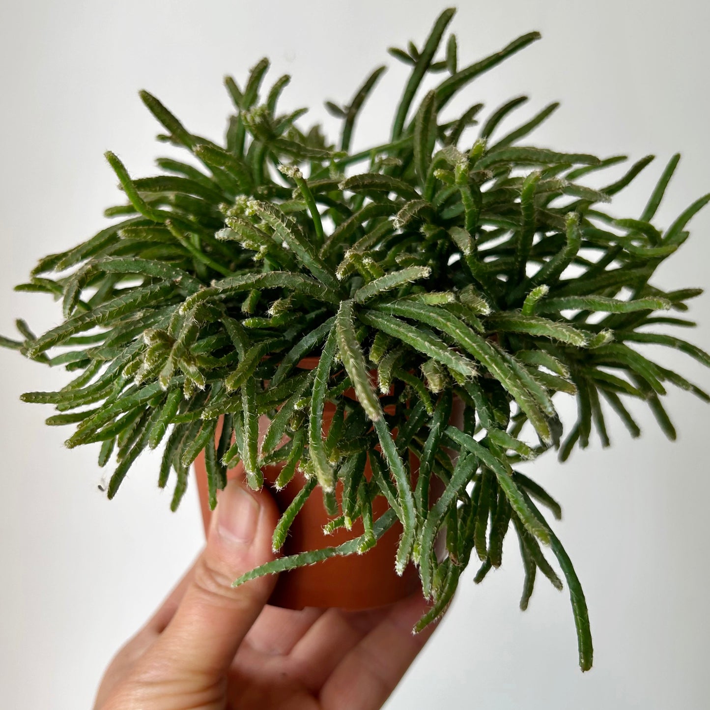Rhipsalis prismatica 3.5”pot