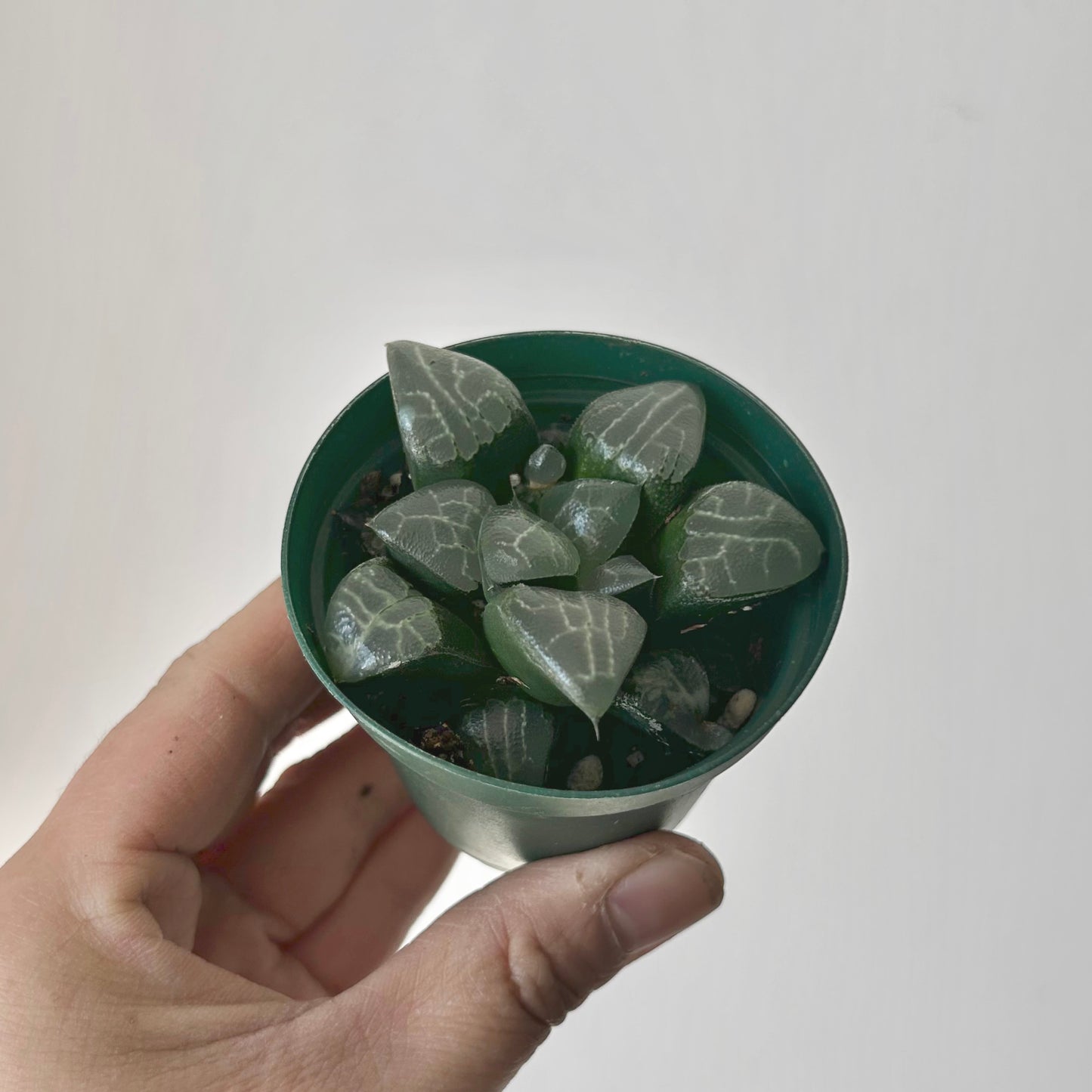 Haworthia bayeri 2.5 pot