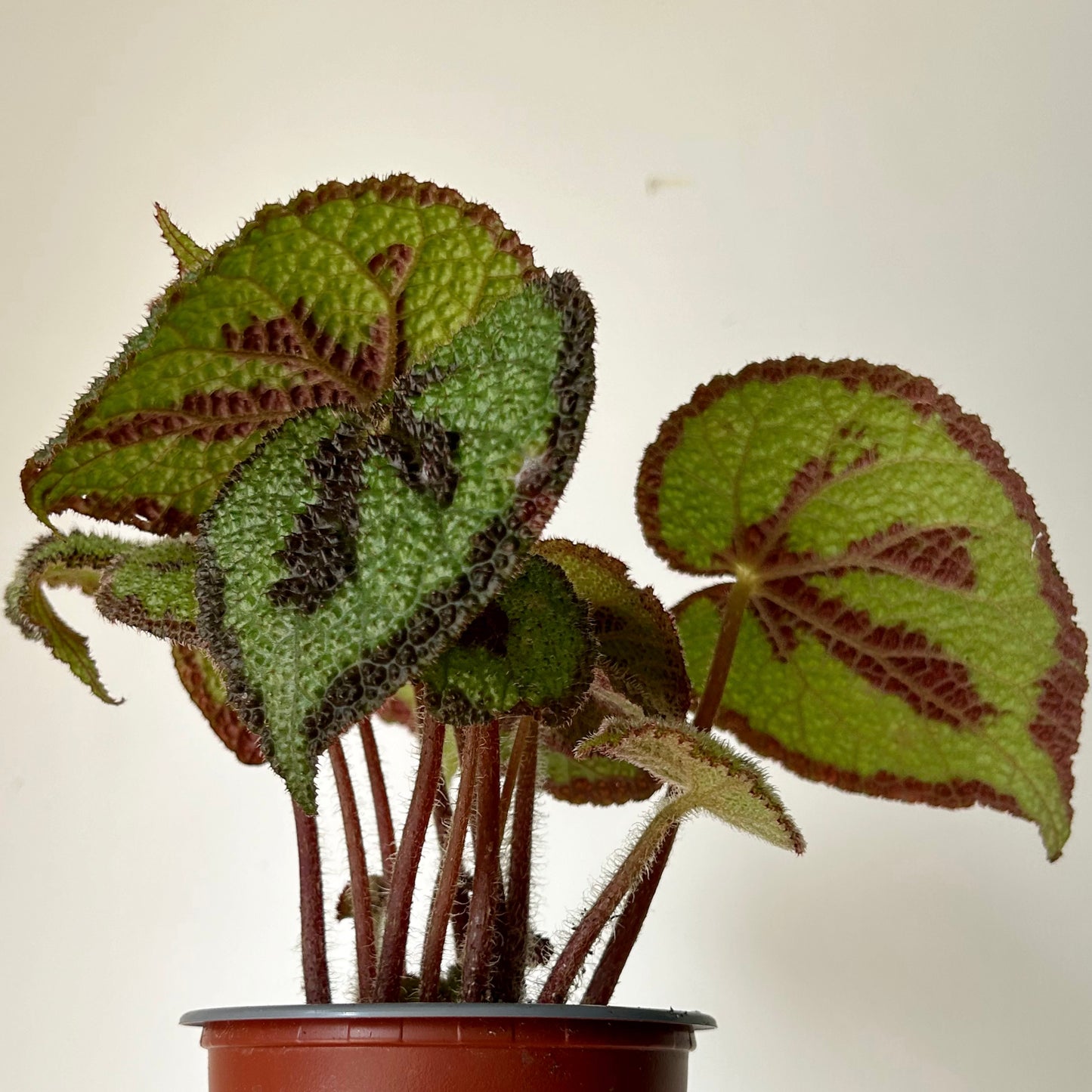 Begonia Masoniana"Iron Cross” 3.5”pot