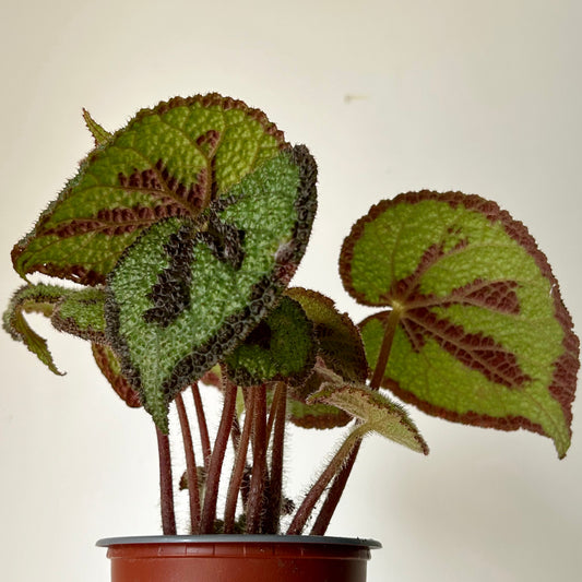 Begonia Masoniana"Iron Cross” 3.5”pot