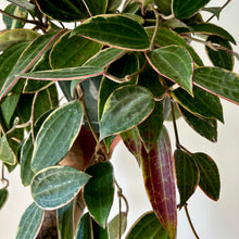 Load image into Gallery viewer, Hoya Latifolia (former H.macrophylla ) 8” hanging basket
