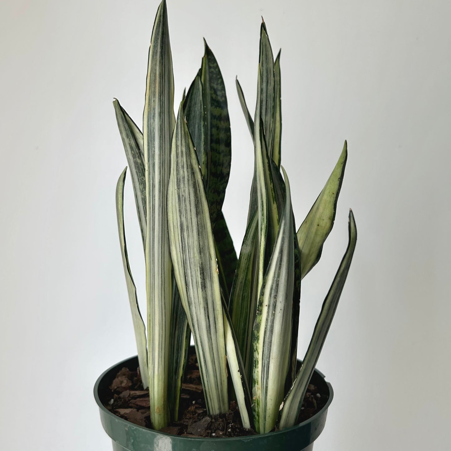 Sansevieria "Bantel's Sensation" 6” pot