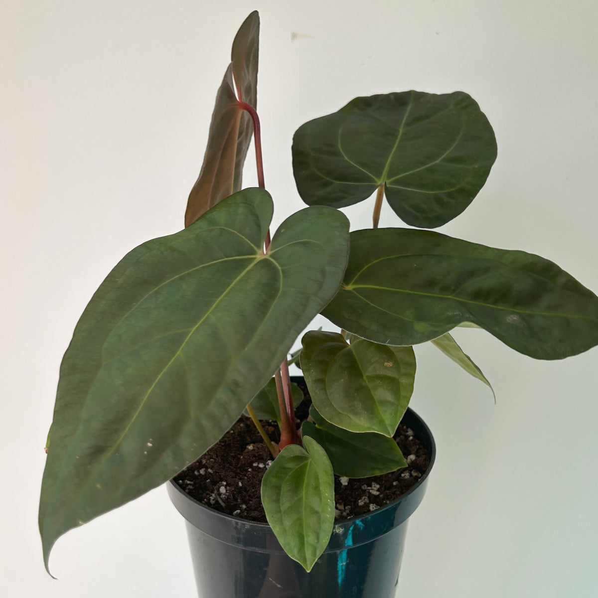 Anthurium magnificum 6” pot
