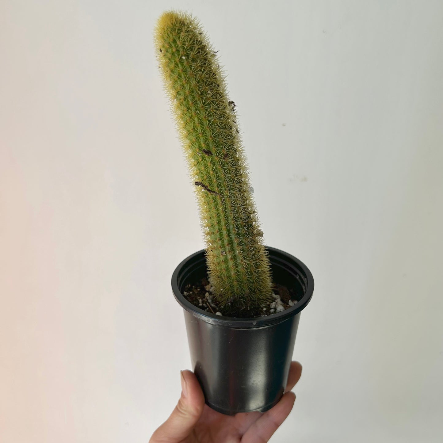 Golden Rat Tail Cactus (Cleistocactus winteri) 3.5”pot