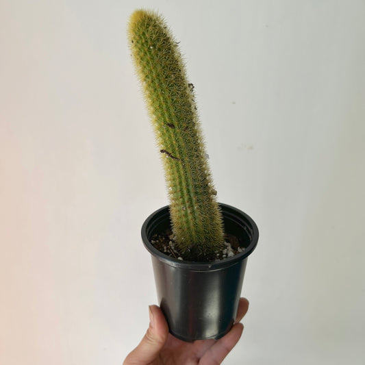 Golden Rat Tail Cactus (Cleistocactus winteri) 3.5”pot