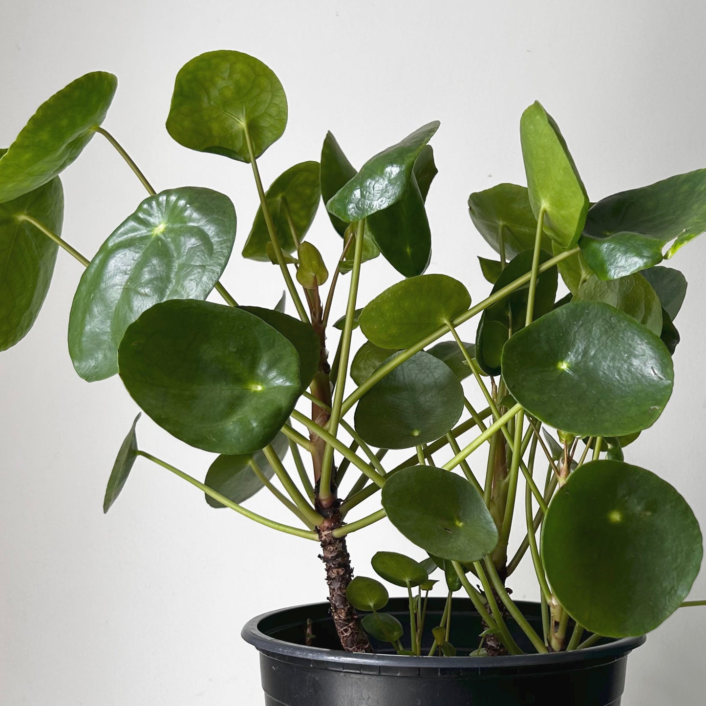 Chinese Money Plant (Pilea Peperomioides) 8” pot