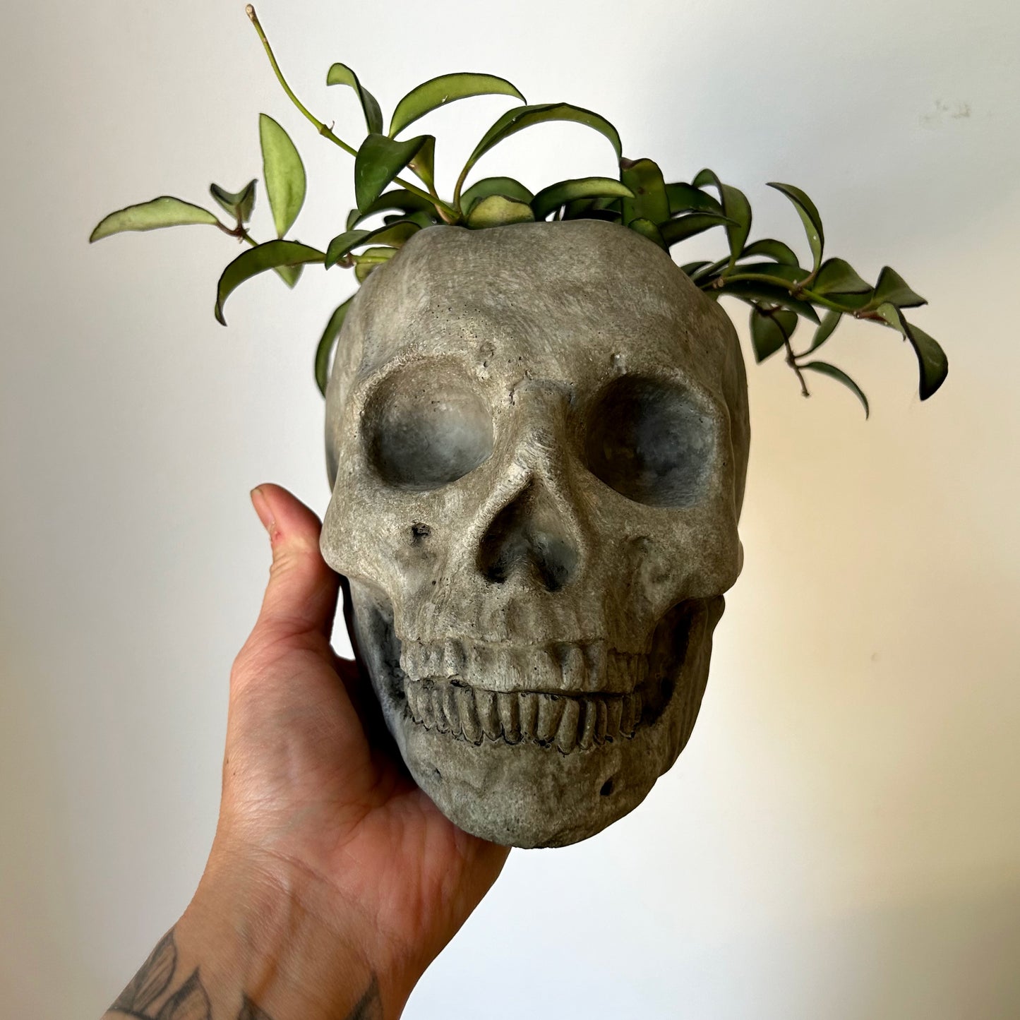 Concrete Skull Planter 4”X4.5”