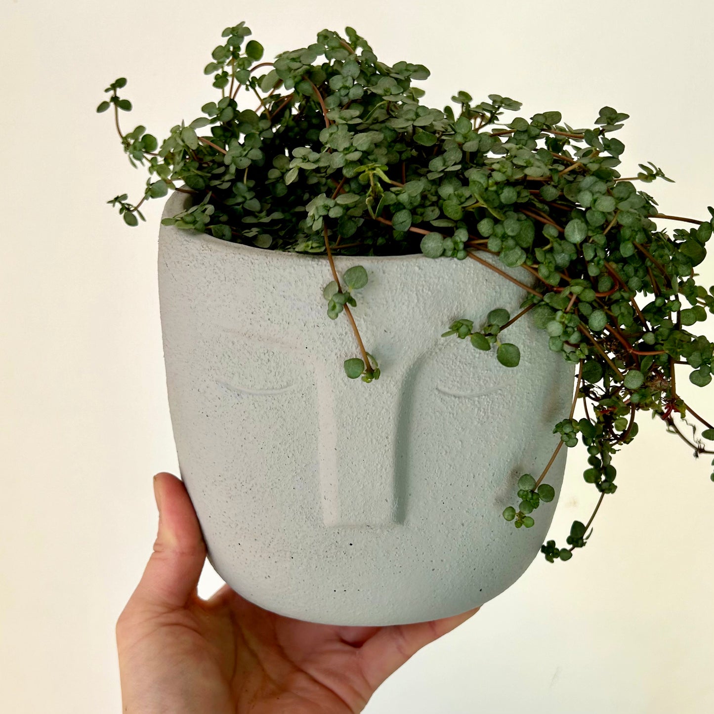 Pilea Aquamarine 5”pot