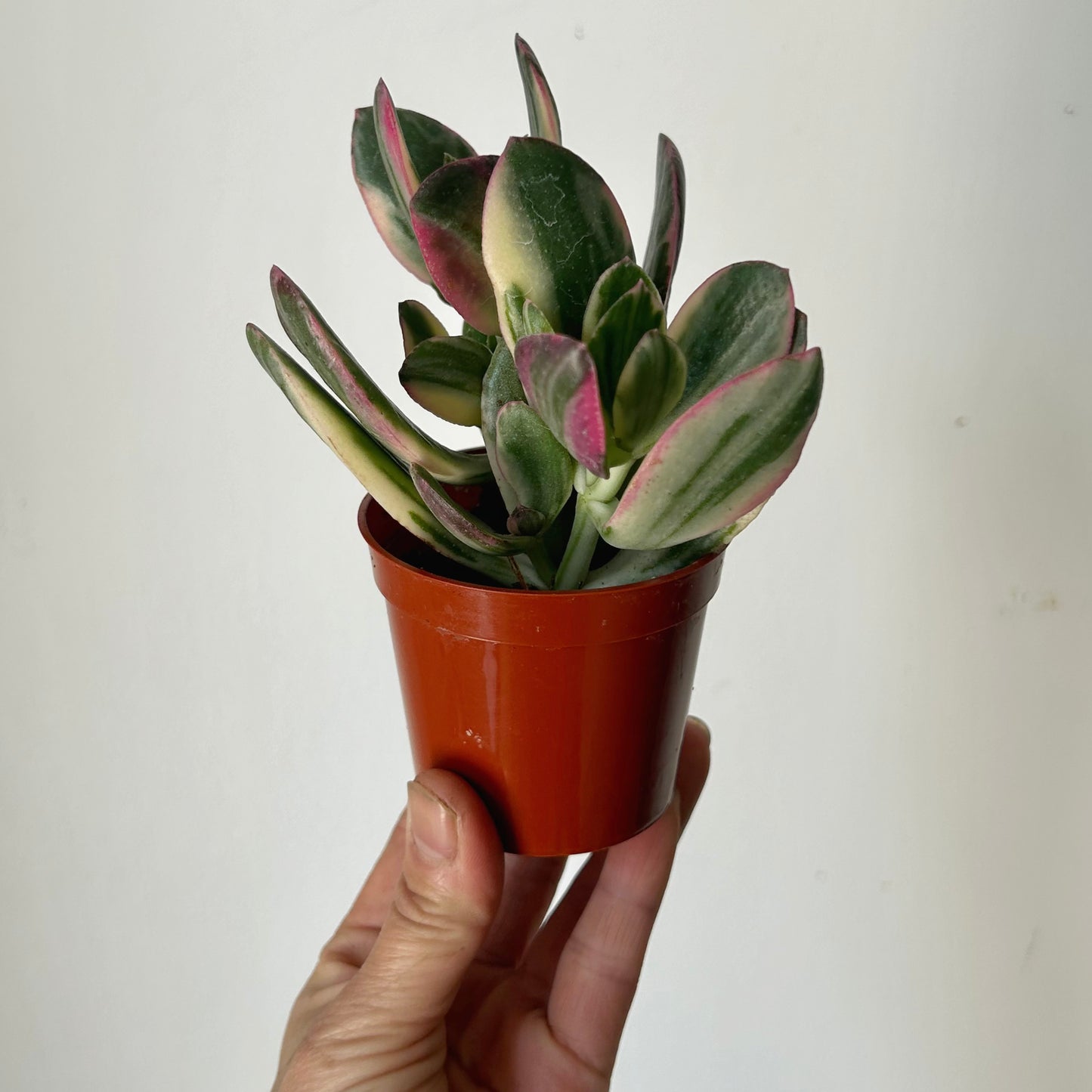 Variegated Jade Succulent (Crassula Ovata Tricolour) 2.75"pot