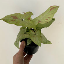 Load image into Gallery viewer, Syngonium “Pink Salmon” 4”pot
