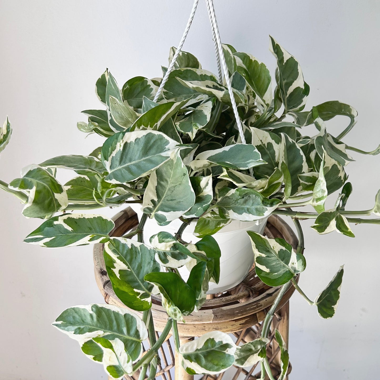 Pothos Pearl and Jade 8” Hanging Basket