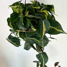 Load image into Gallery viewer, Philodendron Brazil 6” hanging basket
